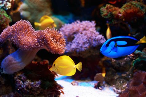 aquarium ibiza|Cap Blanc Aquarium .